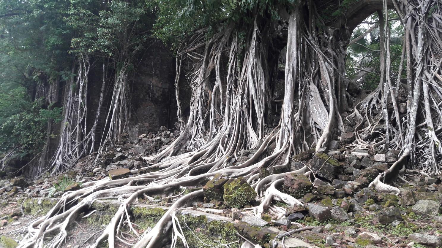 Tree roots enveloping the ruins of Ross Island